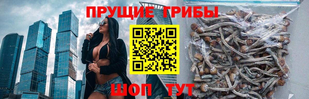 Советский  Псилоцибиновые грибы Psilocybine cubensis  Вход с VPN 